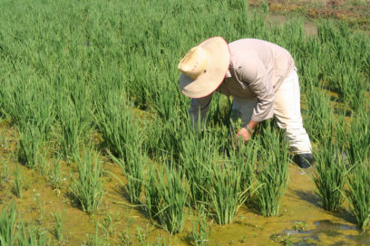 Avanzan inversiones en el Instituto de Investigaciones de Granos