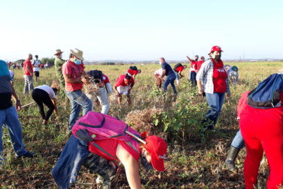 Jornada Nacional de Trabajo Voluntario: Hacer Cuba unidos y junto al surco (Cobertura Especial)