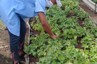 Santiagueros en intensas jornadas de trabajo voluntario