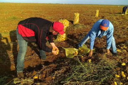 Hacer Cuba desde los surcos