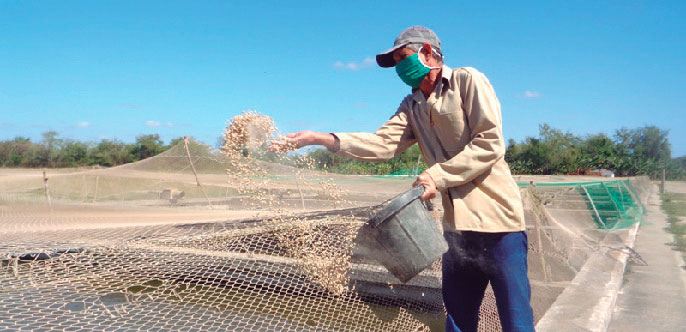 La acuicultura posee un adecuado manejo en la industria pesquera de Las Tunas, donde se impulsan acciones de reparación de varias hectáreas para la siembra de alevines. Foto: Lianne Fonseca Diéguez
