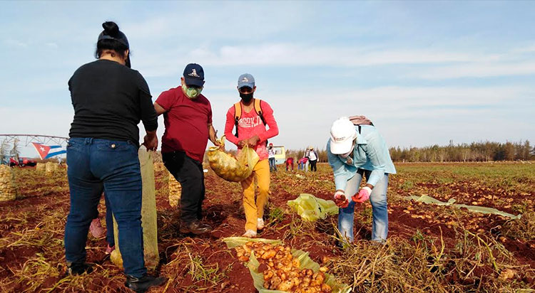 A los surcos de la Empresa Agropecuaria Arnaldo Ramírez volverán los movilizados los días 24 y 25 del presente mes, pero a las labores de la cosecha de frijoles. Foto: José Luis Martínez Alejo