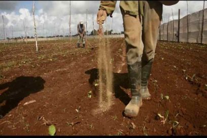 Zeofertilizantes contribuyen en Cuba a la soberanía alimentaria