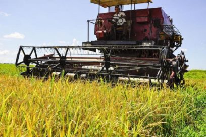 Nuevas medidas para potenciar la producción de alimentos (+ Video)