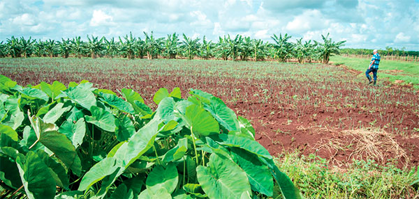 Foto: René Pérez Massola