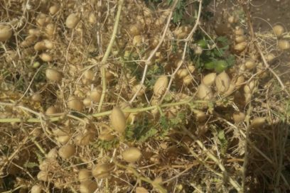 Implementan estrategias en Las Tunas para lograr autoabastecimiento de garbanzo