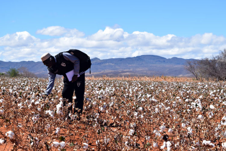 Inmigrante de Mali labora ilegalmente en campos de algodón en Brasil. Foto: OIT