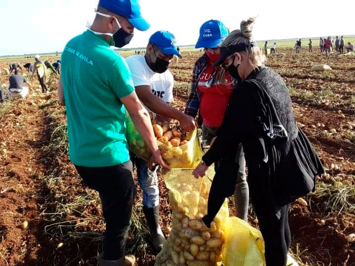 Jóvenes y trabajadores recolectaron este domingo más de 35 toneladas de papa en la avileña Empresa Agropecuaria La Cuba. Foto: Neudel Quintero Matos