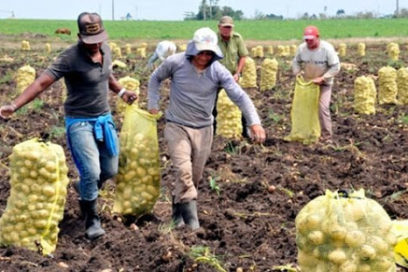 Cosechas con manos jóvenes