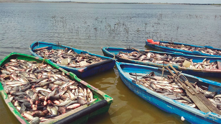 Los volúmenes de captura se han incrementado paulatinamente en Pescatun, tanto en la plataforma marítima como en la acuicultura. Foto: Cortesía de Pescatun