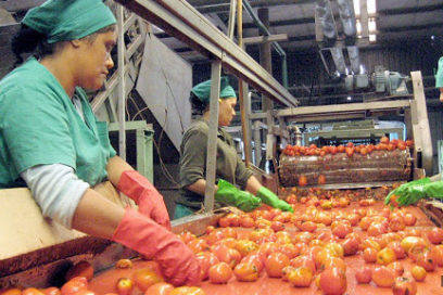 Tomate: más allá de una cifra