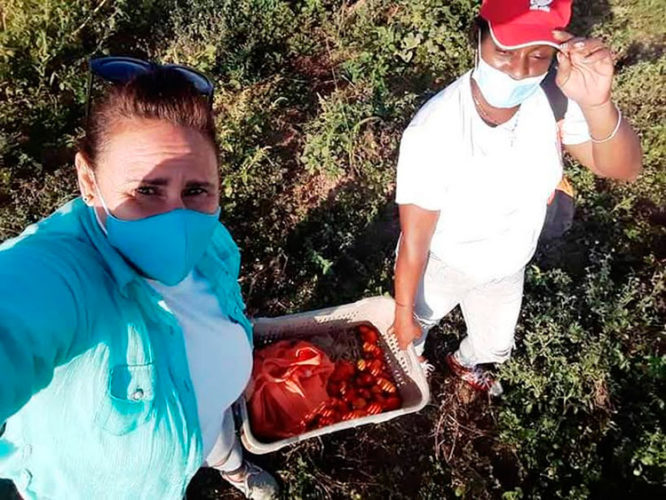 La cosecha de tomates estuvo entre las labores ejecutadas en Cienfuegos. Cortesía de la CTC en Cienfuegos