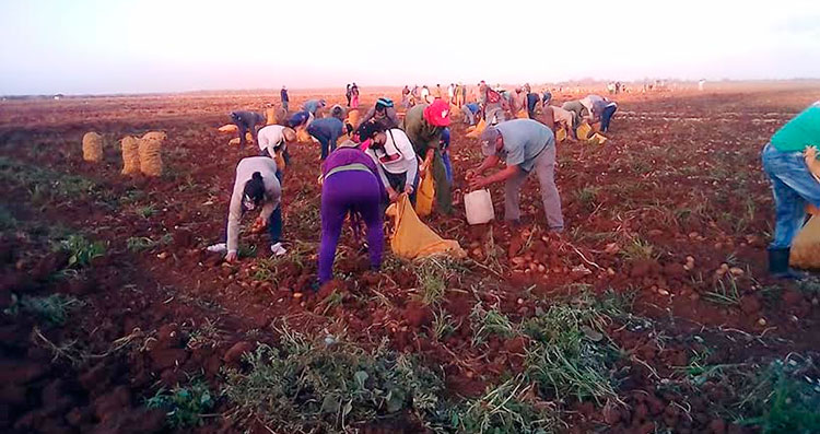 En áreas de la empresa agropecuaria Horquita los jóvenes laboraron fundamentalmente en la cosecha de la papa. Foto: Tomada del perfil en Facebook de Laura Brunet