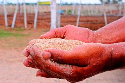 Tierras liberadas de papa en Ciego de Ávila se aprovechan con otros cultivos