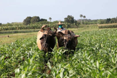 Nuevos fondos para fomento agropecuario en Cuba