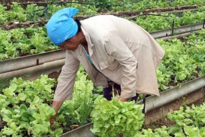 Menos trabas para producir más alimentos