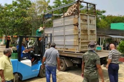 Cultivando la vida 11: Zoologistas por más (Video)