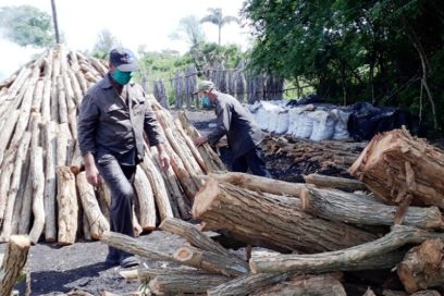 Carbón vegetal de Matanzas rumbo a mercados foráneos