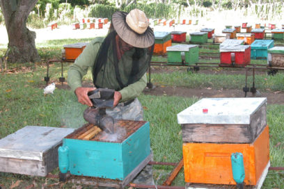 Consolidan su impronta trabajadores de la apicultura en Granma