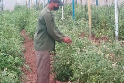 Otra vuelta a la eficiencia de la producción agropecuaria