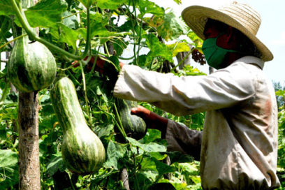 Autoabastecimiento de alimentos en Bayamo: práctica en auge