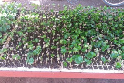 Se afianza Las Tunas con la idea de sembrar café en el llano