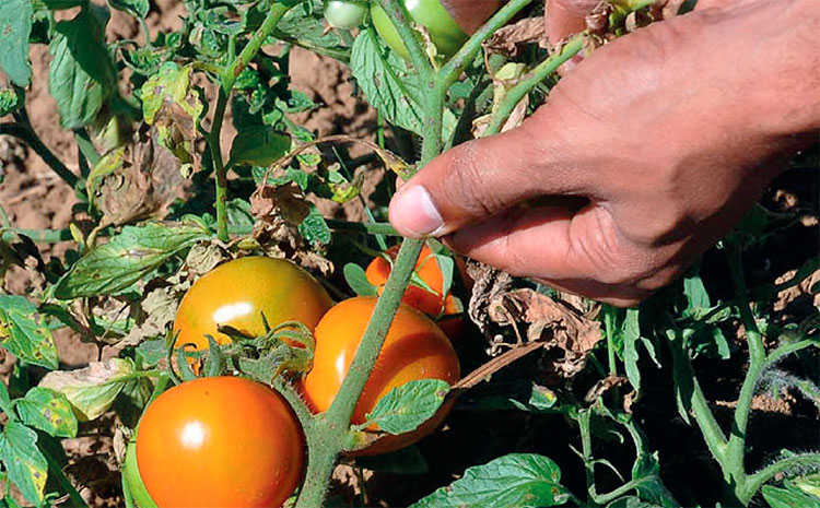 Las atenciones culturales y la experticia de los campesinos salvó el tomate. Foto: Luis Carlos Palacios