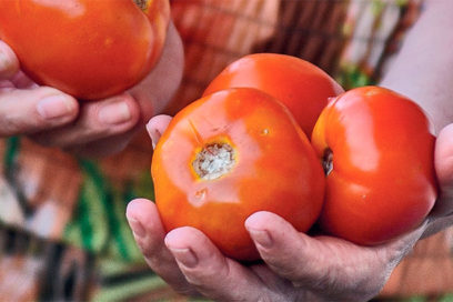 Día del Campesino Cubano y aniversario 60 de la Anap: ¡La hora de los tomates!