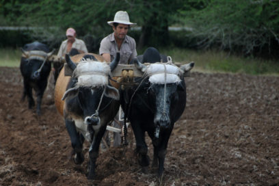 El sector agropecuario de Las Tunas también protege al medio ambiente
