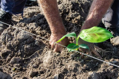 Potencian siembra de plátano en polo productivo de Pinar del Río