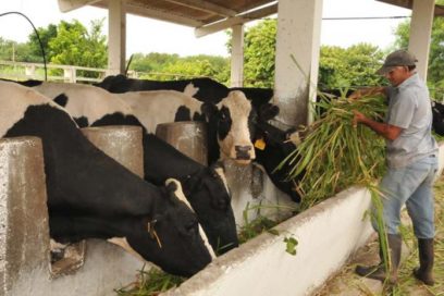 Marcha bien campaña de siembra de alimento ganadero en Cienfuegos (+Video)