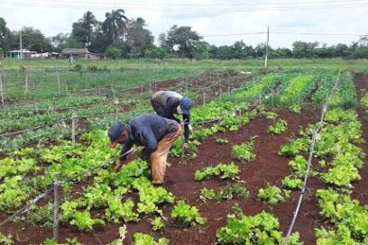 Presentan nuevo proyecto en apoyo a la soberanía alimentaria y educación nutricional