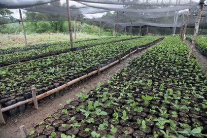 Para que haya café en el llano