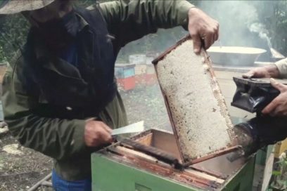 Obtienen récord de producción de miel apicultores matanceros