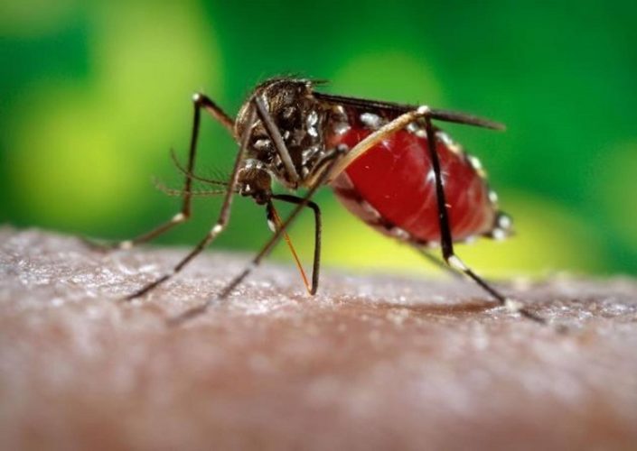 El desplazamiento de mosquitos transmisores de enfermedades (dengue, fiebre amarilla, Zika...) a nuevas zonas geográficas podría amenazar a la mitad de la humanidad para el 2050”. Foto: Tomada de Telesur