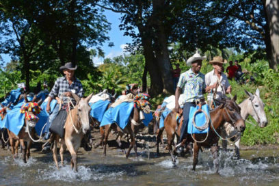 Aumenta la producción de mulos en Granma