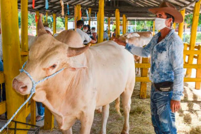 Trabajo y perspectivas: simbiosis de la ganadería en Granma