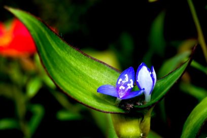 Dan a conocer ganadores del Concurso fotográfico Verde que te quiero verde