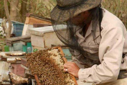 Beneficia Tarea Ordenamiento a productores de miel de abeja en Holguín