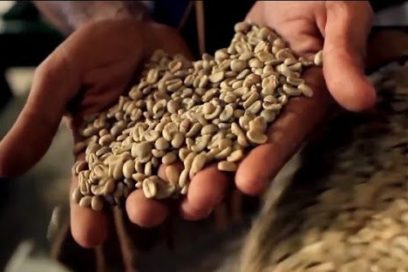 Mayor productora cubana de café para la exportación cierra un buen semestre