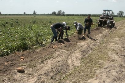 Pinareños por un 26 productivo
