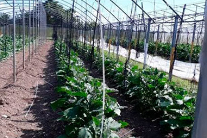 A la espera de Elsa, ¡preparados los agricultores!