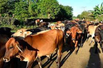 La agricultura protege sus recursos en Las Tunas