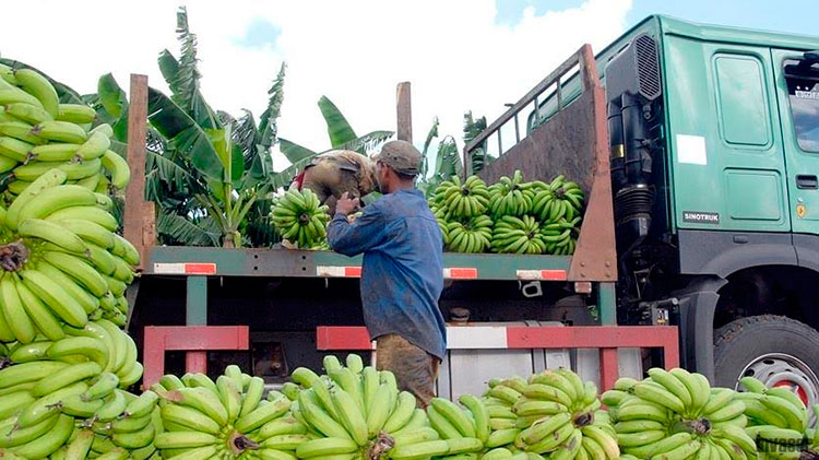 Otra rebelión de los bananeros para defender la comida del pueblo, se efectuó antes de que Elsa llegara a los campos de Ciego de Ávila. Foto: Pastor Batista Valdés