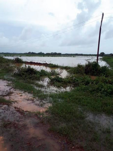 Así quedaron muchas hectáreas de arroz. La foto corresponde a la cooperativa de producción agropecuaria (CCS) Félix Edén Aguada. Foto: Cortesía Delegación de la Agricultura