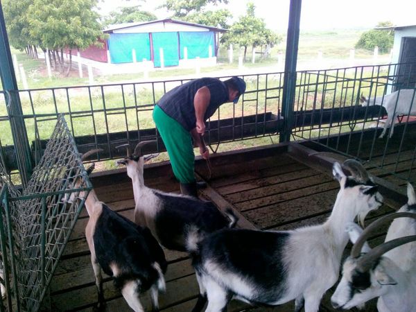 Protegen a los animales, en la Agroindustrial de Granos Sur del Jíbaro.