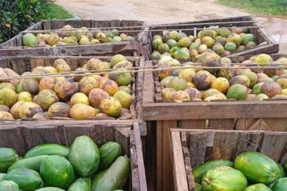 Elsa no cogerá mangos bajitos con la Agricultura matancera