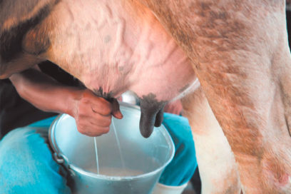 Si las medidas suenan… leche traen