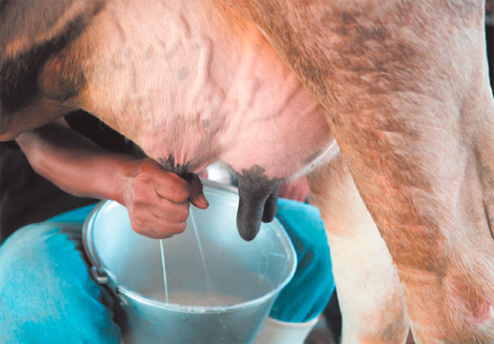 Los campesinos y cooperativistas producen el 80 % de la leche vacuna lo que se obtenía antes en empresas estatales. Foto: Alejandro Rodríguez Leivf