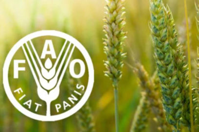Llama la FAO a transformar sistemas agroalimentarios